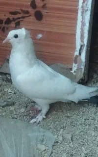 کبوترومرغ عشق.لنده