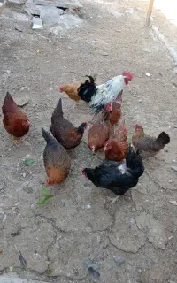 فروش مرغ محلی