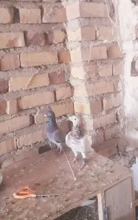 سار کله همه