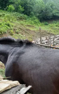 اسب
