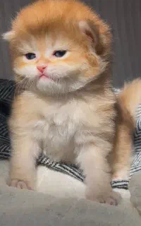 گربه گلد پدر و مادر وارداتی