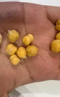 پخش عمده نخود و لوبیا چیتی و عدس و لپه