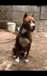 واگذاری پیت بول ماده ۳سال