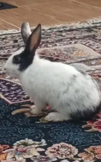 خرگوش