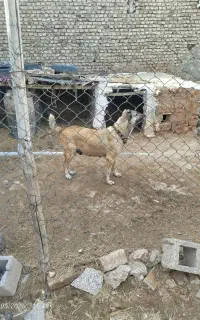 سگ سرابی
