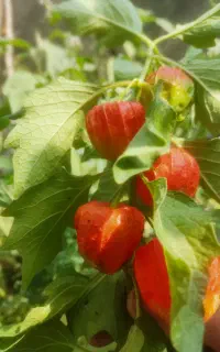 فروش میوه گیاه فیسالیس یا عروس پس پرده