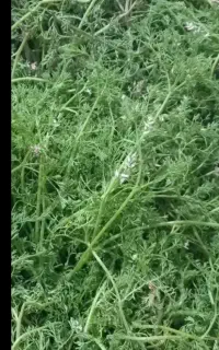 فروش شاهتره خشک