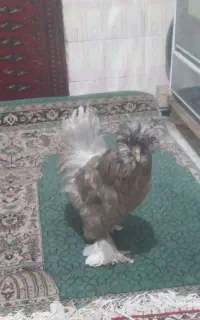 مرغ پاپر تاج دار