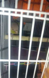 طوطی گرینچیک سخنگو