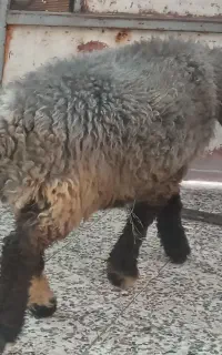 بره پروار چاق