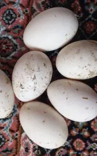 تخم قوقاز نطفه دار