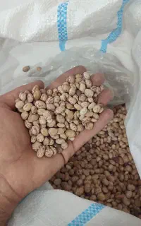 فروش لوبیا چیتی
