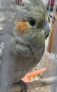 عروس هلندی