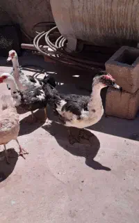 اردک اسرائیلی . مسکویی