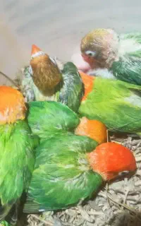 طوطی برزیلی سرلاکی