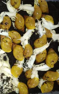 خزنده ، حیوان خانگی