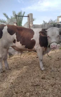 حیوانات مزرعه