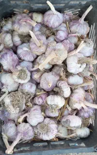 سیر صادراتی