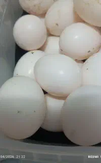 اسباب بازی طخمه کبتر
