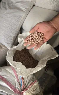 فروش عمده لوبیا چیتی