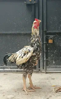 خروس لاری چیل