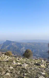 سفره عمده