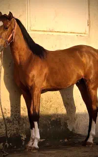 اسب کورد