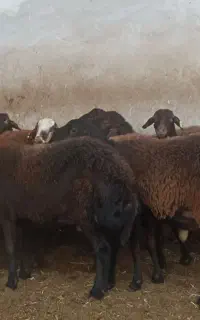 ۱۶راس شیشک هترو (میش)