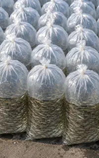 بچه ماهی  علی فروزان