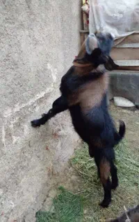 بهده بز نر