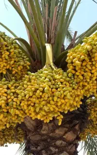 خریدار خارک حاج باقری