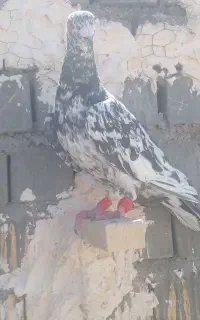 کبوتر سرور نر و ماده.یه ماده شامی