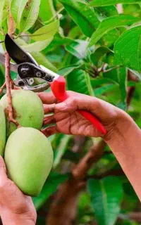 انبه درجه ۱