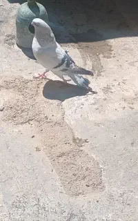 شامی جفت