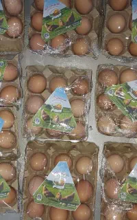 تخم مرغ محلی و کاملا ارگانیک