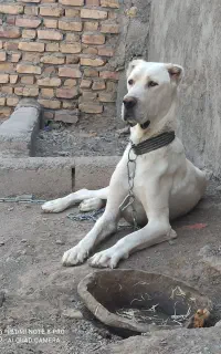 سگ نگهبان