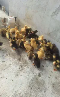 جوجه اردک ۱۲۰