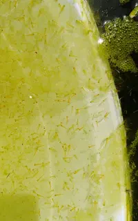 کوی یکبندی و لارو ماهی کوی