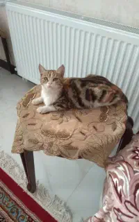 گربه‌
