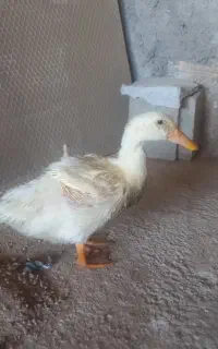 اردک