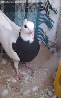 طوق سیاه .طوق قهوایی