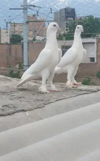 کبوتر اوجا لوتی جفت