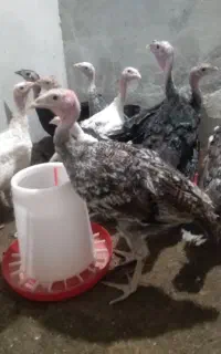 بوقلمون برنز 80 روزه