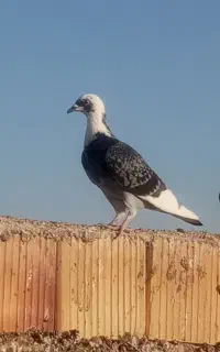 کفتر خوب