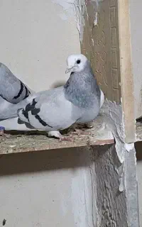 کفتر