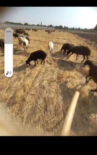 بز افغانی