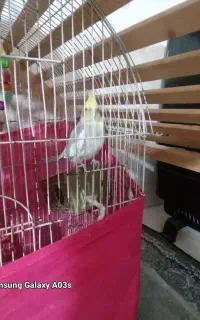 عروس هلندی مینا سخنگو
