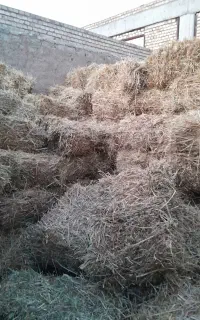 یونجه