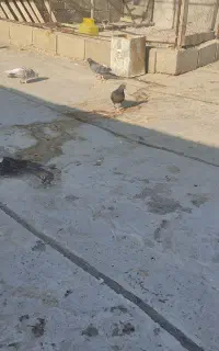 عشق بازان عزیز