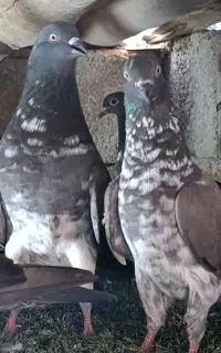 کبوتر چپرا5جفت